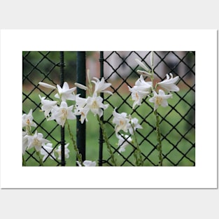 Beautiful white flowers in front of garden fence Posters and Art